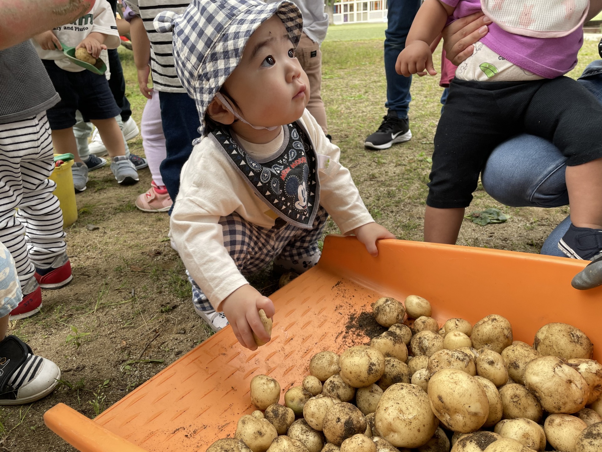 じゃがいも堀り