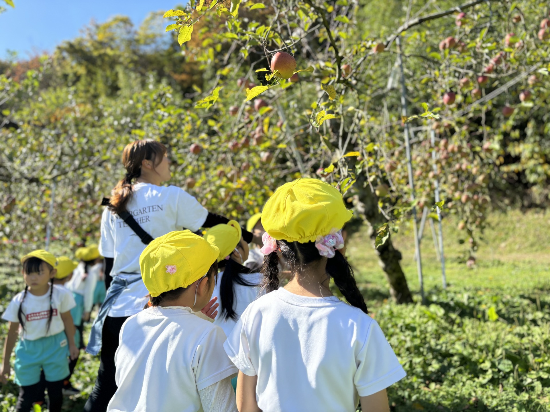 Apple Picking（年長編）